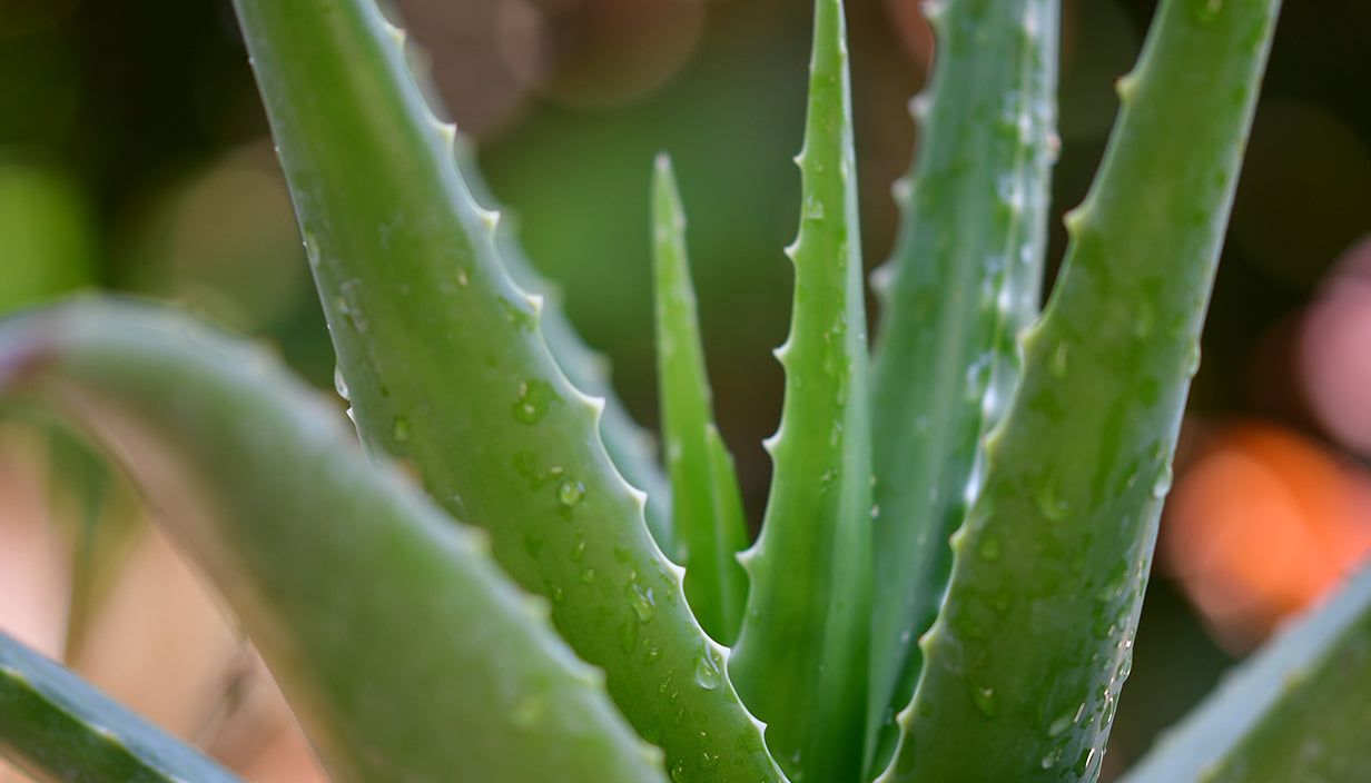 Is Aloe Vera Safe? – Million Marker